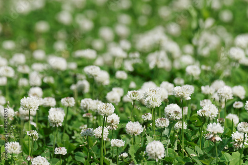 field of flowering white clover