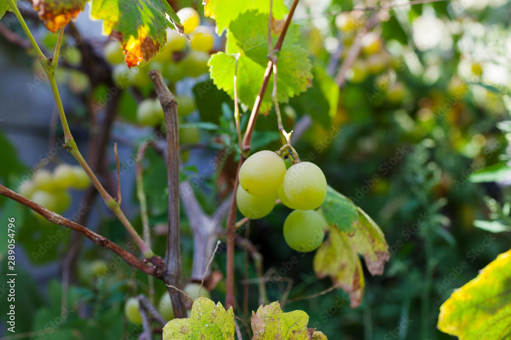 Bunch of young fresh green ripe grape fruit on green leaves under soft sunlight in vineyard at the harvest season, viticulture planting in organic winery farm to produce the red win Bunch of young fresh green ripe grape fruit on green leaves under soft sunlight in vineyard at the harvest season, viticulture planting in organic winery farm to produce the red win