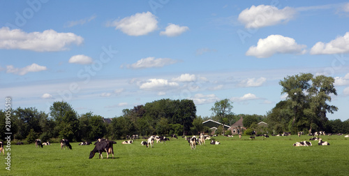 Cows in meadow. Broekhuizen Ruinerwold Meppel. Netherlands