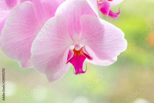 Beautiful tropical exotic branch with white  pink and magenta Moth Phalaenopsis Orchid flowers in summer on light green background