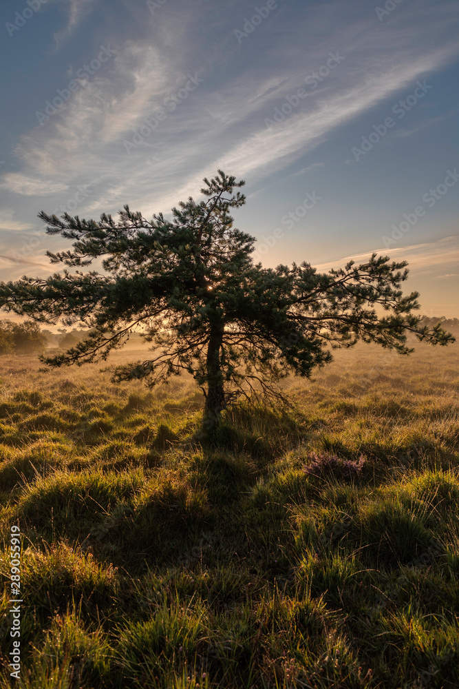 Winfrith and Tadnoll Nature Reserve, Dorset, England