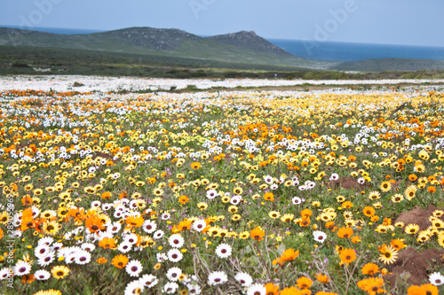 West Coast Langebaan Flower Namakwaland photo