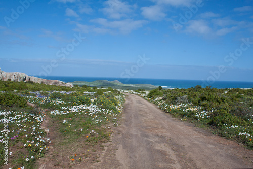 West Coast Langebaan Flowers Namakwaland