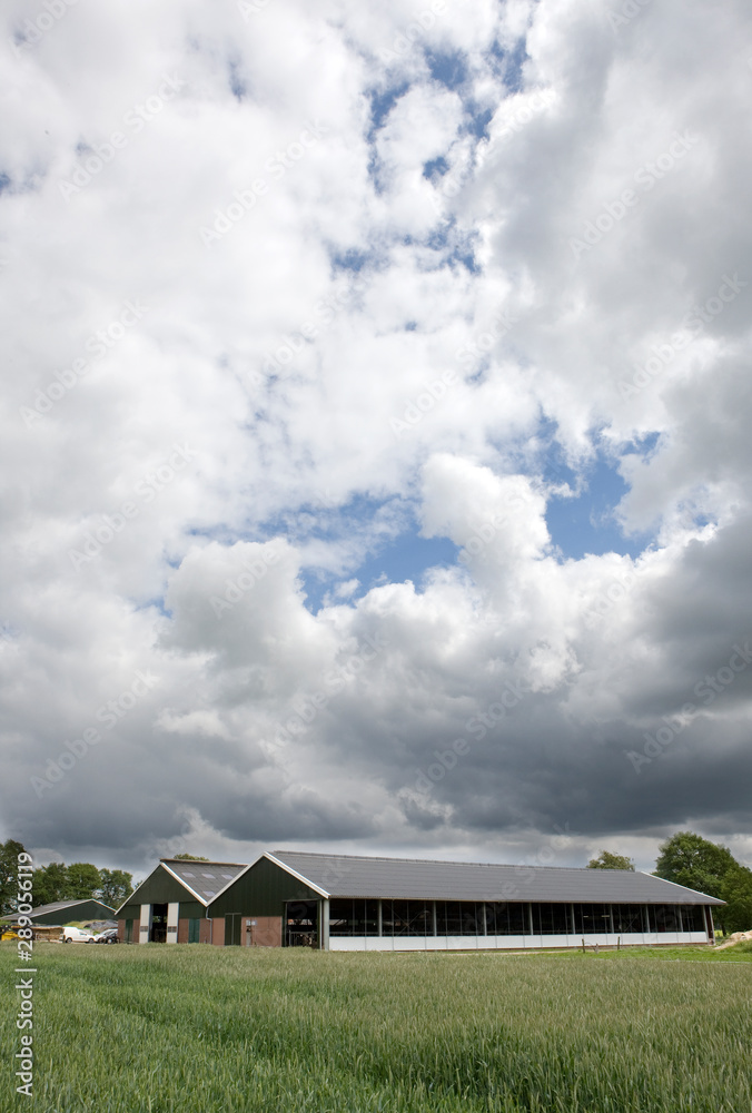 Cattle stable.  modern stable Netherlands