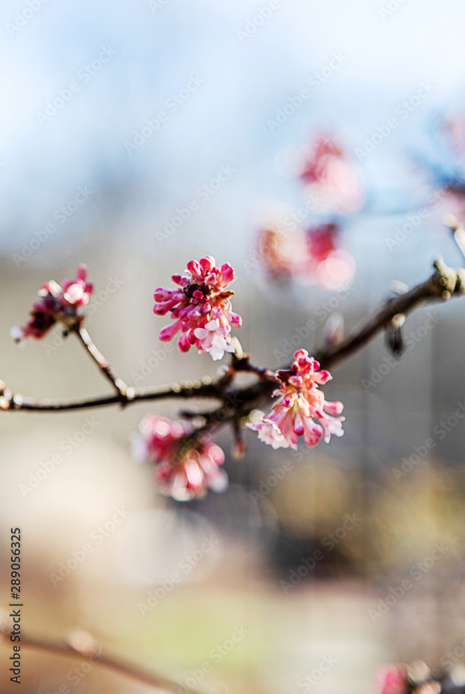 cherry blossom