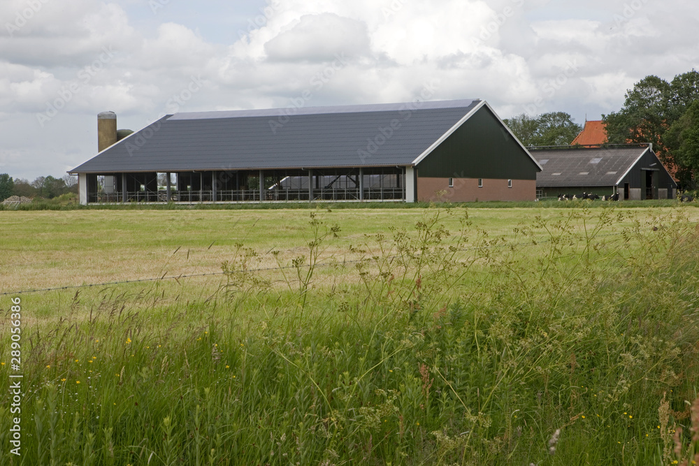 Modern Dutch cattle stable. Farming Modern Dutch cattle stable. Farming