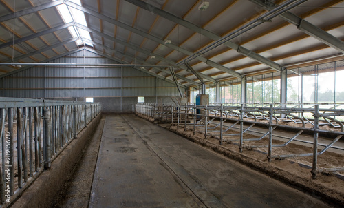 Cattke stable with sand at floor. Farming