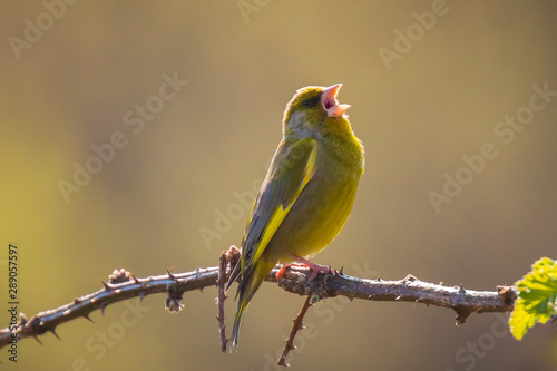 Greenfinch Chloris chloris bird singing