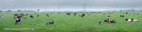 Cows grazing in meadow Netherlands. Cattle. Farming.