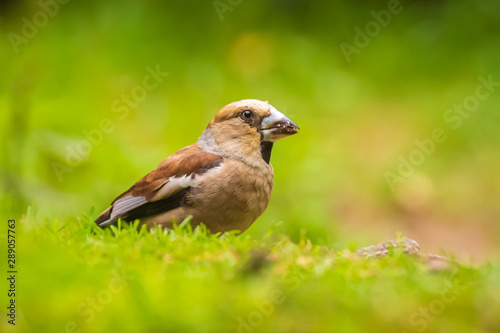 Closeup of a male hawfinch Coccothraustes coccothraustes songbird perched in a forest.