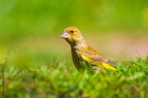 Greenfinch Chloris chloris bird perched © Sander Meertins