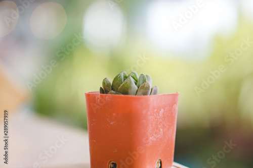 Anacampseros Rufescens type of mini cactus plants in a pot.Spring background with copy space for your text photo