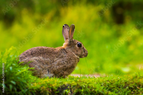 Closeup of a wild Rabbit Oryctolagus cuniculus in a forest © Sander Meertins