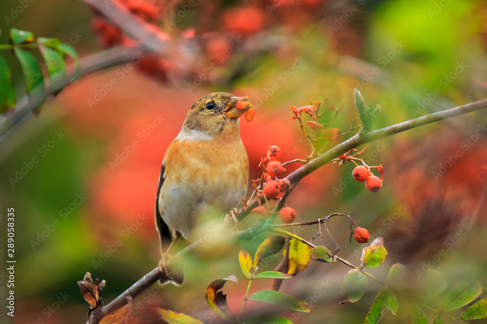 Brambling bird, Fringilla montifringilla, in winter plumage feeding berries Brambling bird, Fringilla montifringilla, in winter plumage feeding berries