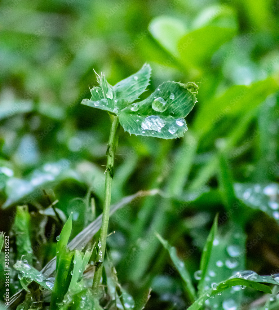 Drops on a Clover Drops on a Clover