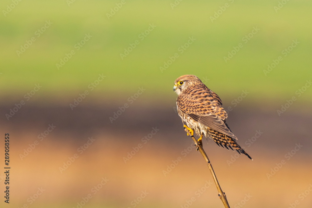 Fototapeta premium Kestrel falco tinnunculus bird of prey closeup perched