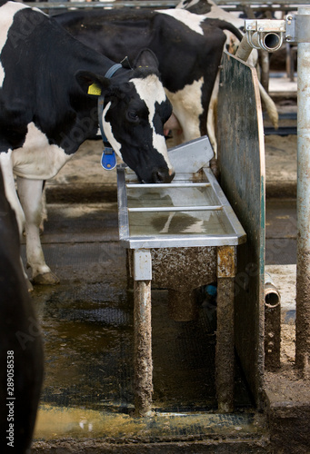 Cows in stable Netherlands drinking water