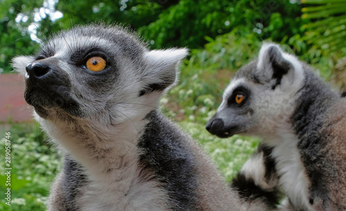 Ring tailed lemurs in the National Park in the island of Madagascar. Two young lemurs curiously came to see what is happening.