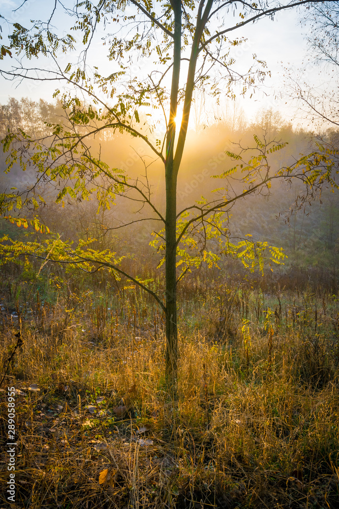 Die Sonne scheint durch Nebel auf einem Baum im Herbst Die Sonne scheint durch Nebel auf einem Baum im Herbst
