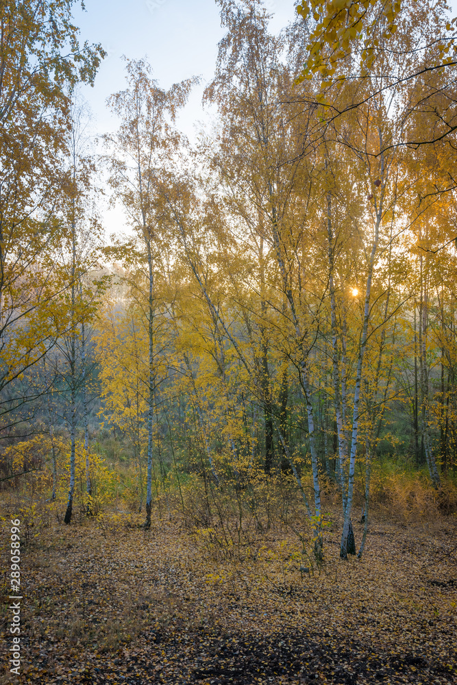 Die Sonne scheint durch Nebel in Birkenwald im Herbst