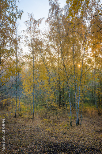 Die Sonne scheint durch Nebel in Birkenwald im Herbst