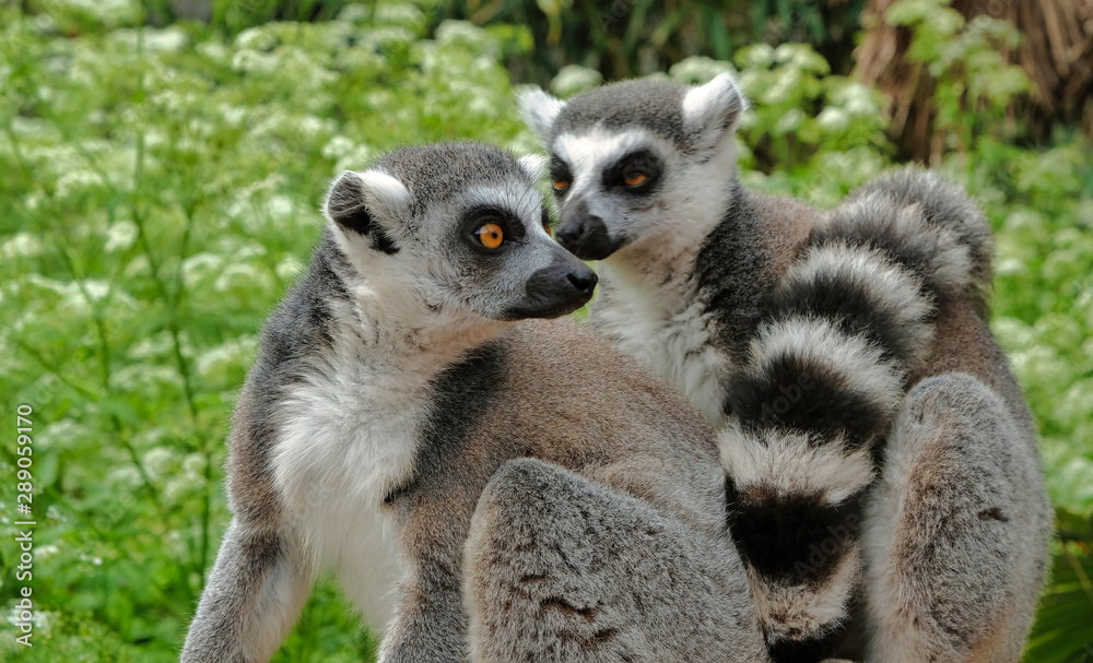 Obraz premium Ring tailed lemurs in the National Park in the island of Madagascar. Two young lemurs curiously came to see what is happening.