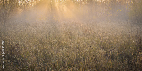 Sonne scheint durch B  ume und Nebel auf ein Feld im Herbst