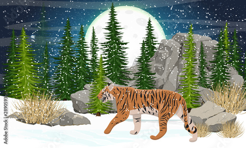 A large, realistic tiger walks along a snowy plain. Tall conifers and stones, starry sky with a big moon. Extinct species of Asia. Realistic vector landscape