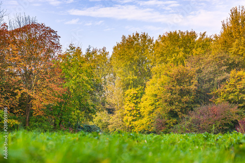 Autumn forest landscape, bright colors and sunlight