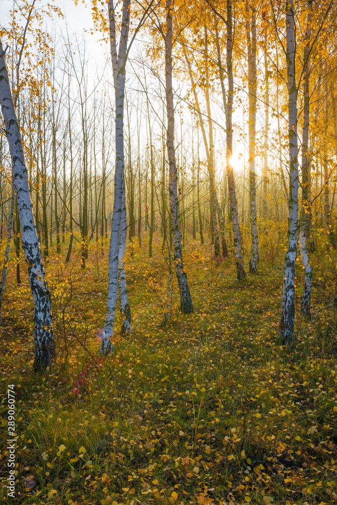Obraz premium Die Sonne scheint durch Nebel in Birkenwald im Herbst