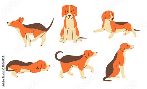 The various operations of cute beagle. vector illustration isolated on white