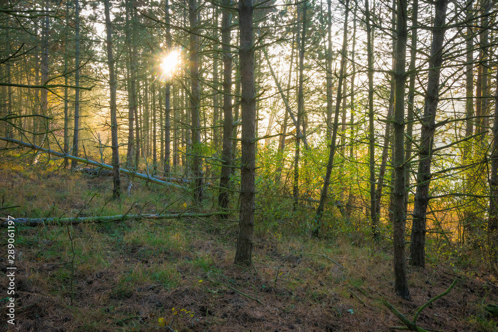 Fototapeta premium Jesienią w lesie świeci słońce