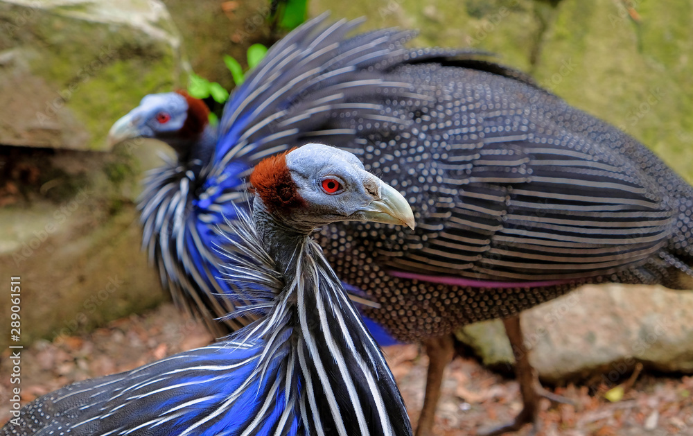 Fototapeta premium Wild Eastern turkey head shot close up