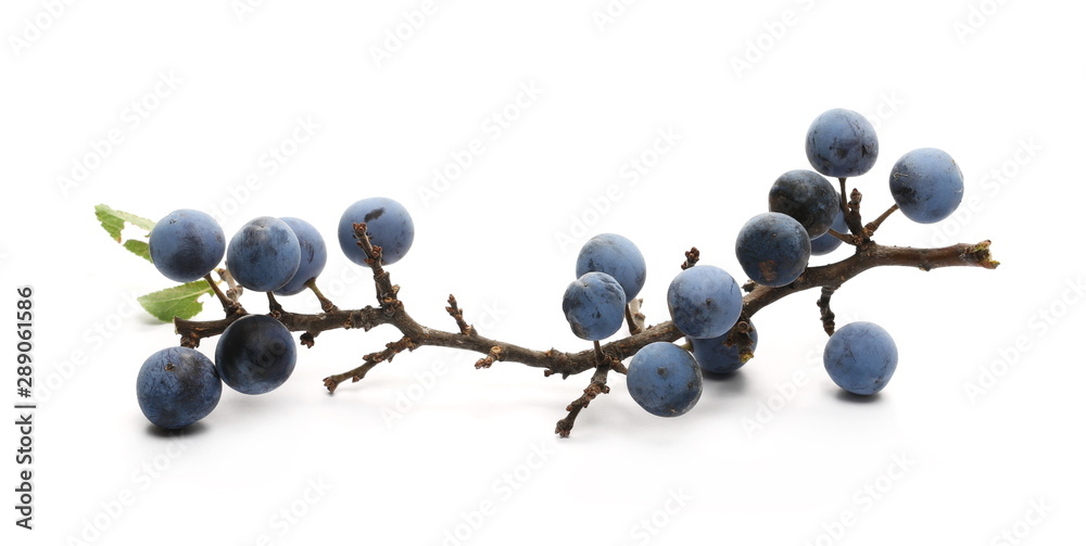 Fresh blackthorn berries with twig, branch and leaves prunus spinosa isolated on white background - obrazy, fototapety, plakaty 