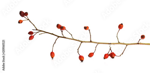 Red dog rose hips with twig isolated on white background