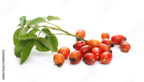 Red dog rose hips with twig and leaves isolated on white background