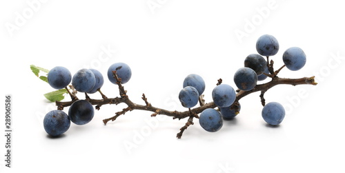 Fresh blackthorn berries with twig, branch and leaves prunus spinosa isolated on white background