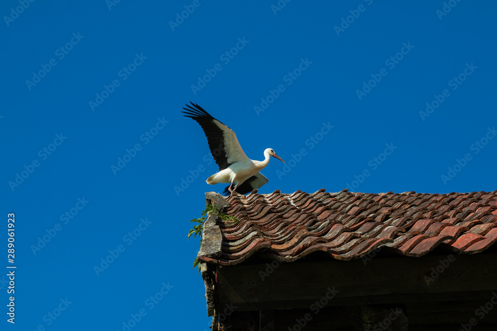 Stork with open wings on the roof of the old building Stork with open wings on the roof of the old building