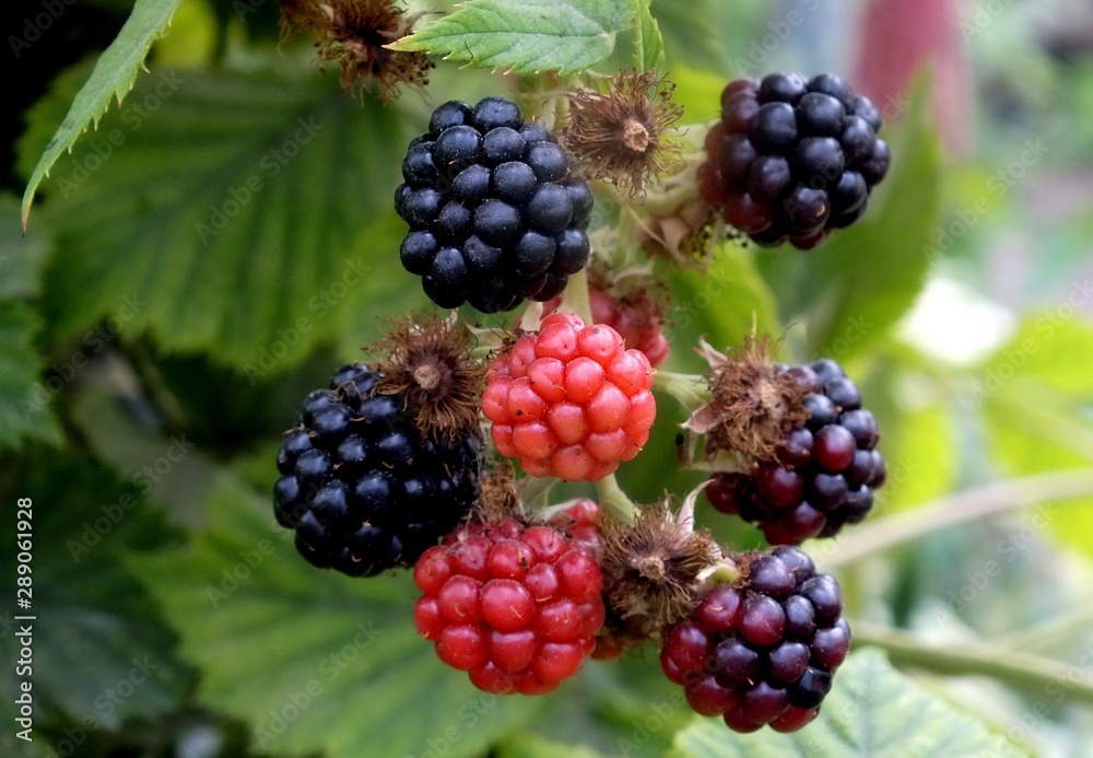 blackberries on a bush blackberries on a bush