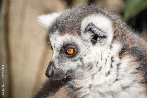 Lemur looking around 