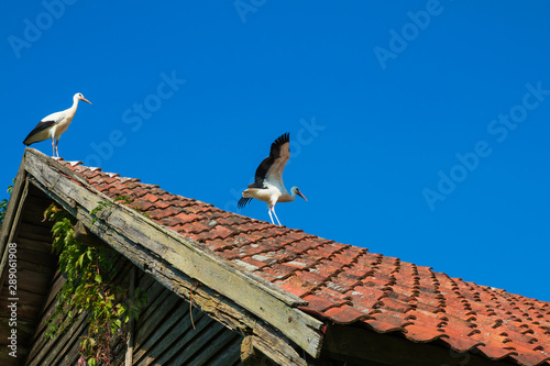 Two Storks on the roof of the old building