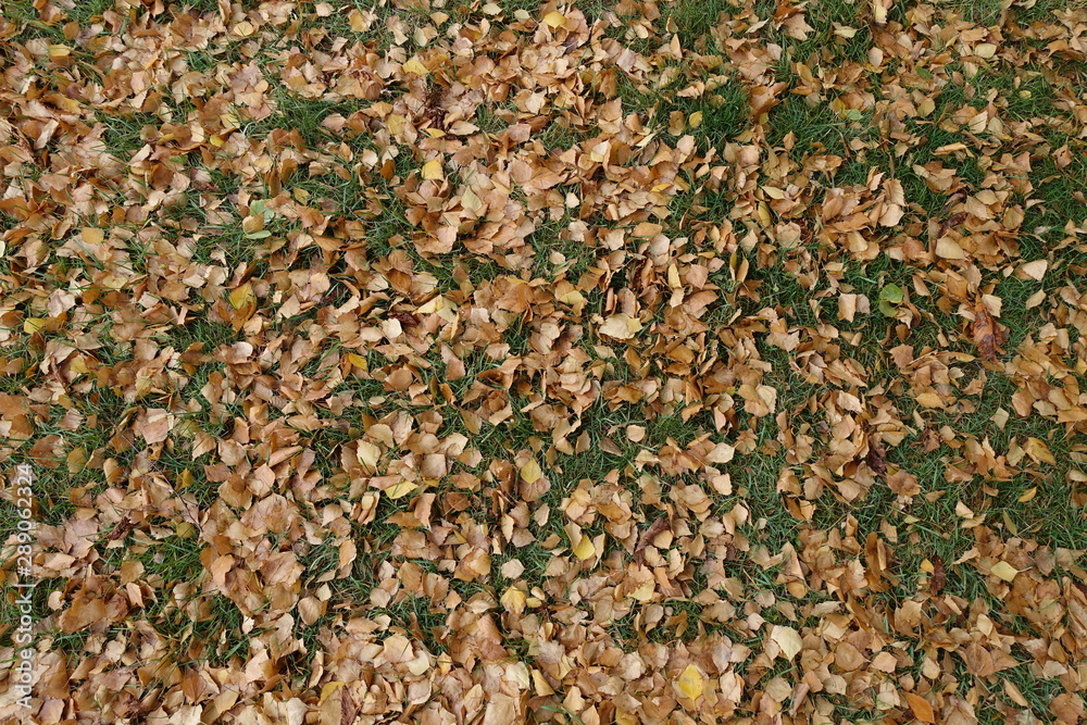 Brown leaves of birch on green grass in October Brown leaves of birch on green grass in October