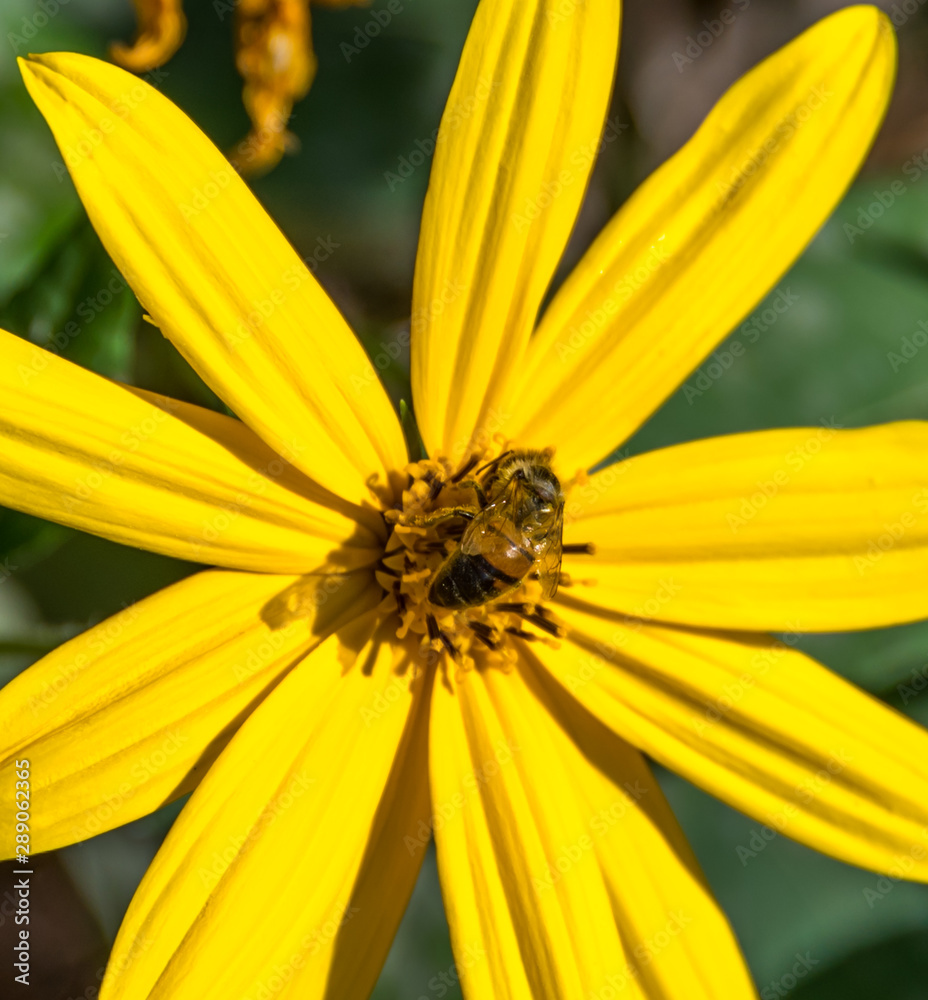 Closeup of a Bright Yellow Flower in a Summer Garden and Bee Closeup of a Bright Yellow Flower in a Summer Garden and Bee