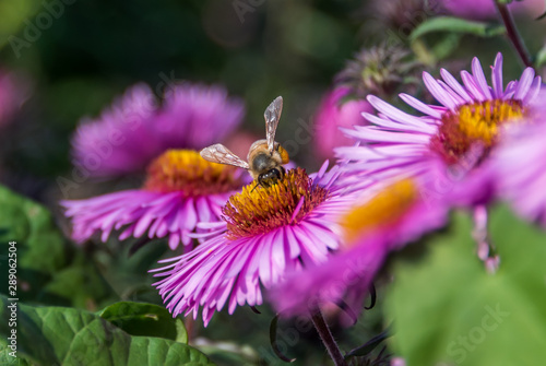 Bee and Purple Pink Flowers Closeup in a Summer Garden © JonShore