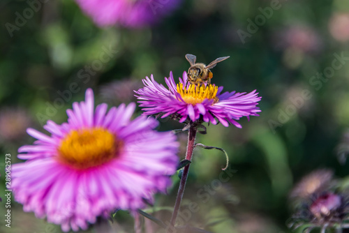 Bee and Purple Pink Flowers Closeup in a Summer Garden © JonShore