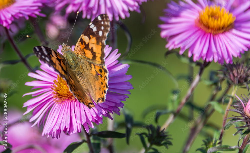 Butterfly and Purple Pink Flowers Closeup in a Summer Garden Butterfly and Purple Pink Flowers Closeup in a Summer Garden