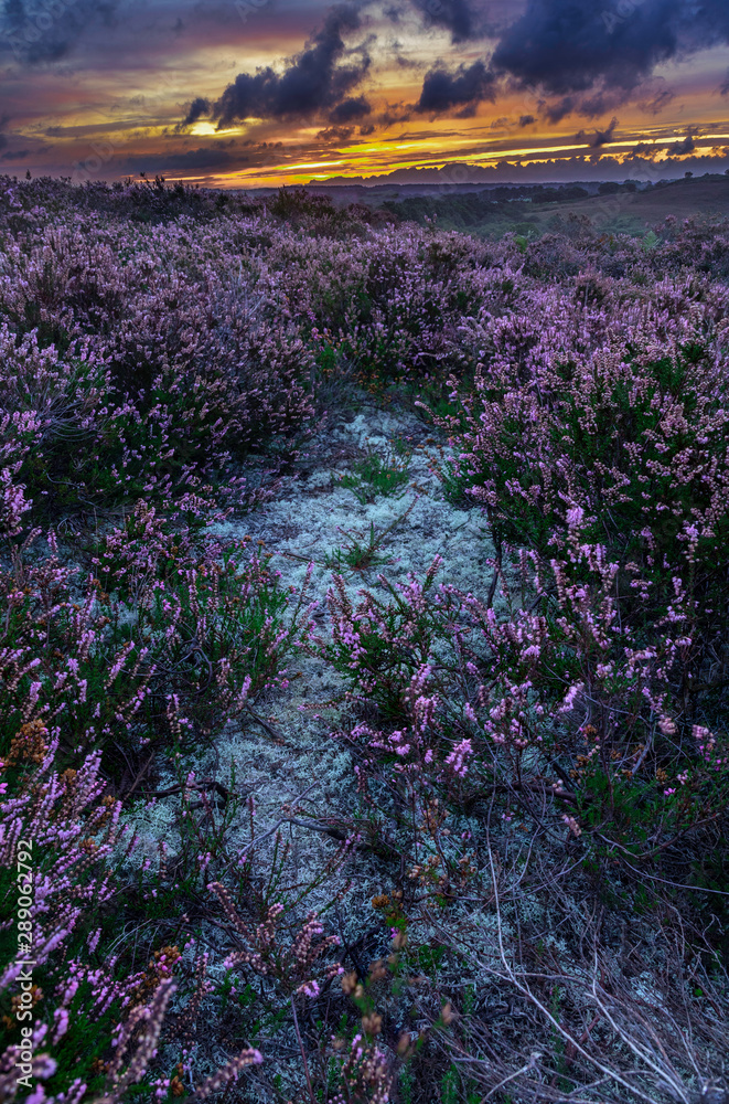 WInfrith and Tadnoll Nature Reserve, Dorset, England