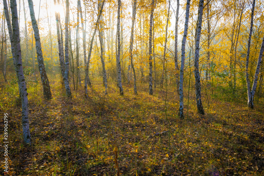 Die Sonne scheint in einen Birken Wald im Herbst