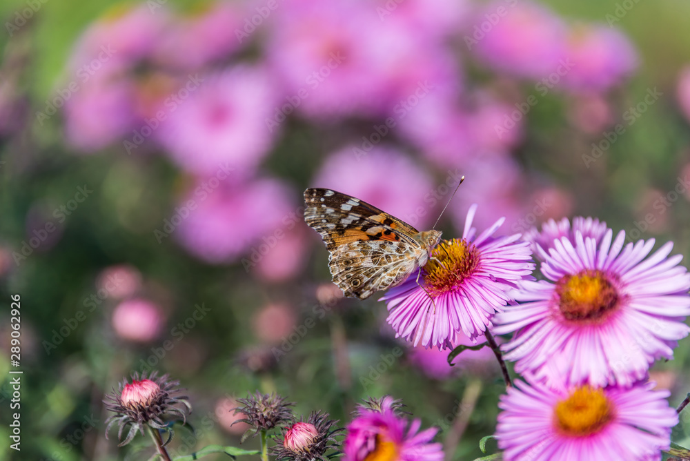 Butterfly and Purple Pink Flowers Closeup in a Summer Garden Butterfly and Purple Pink Flowers Closeup in a Summer Garden