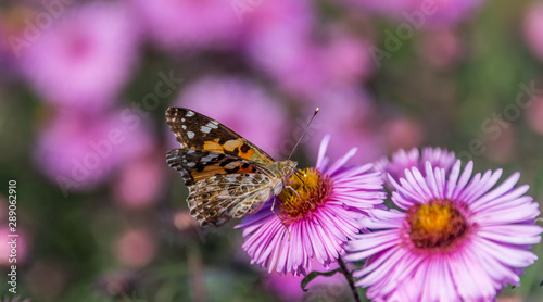 Butterfly and Purple Pink Flowers Closeup in a Summer Garden